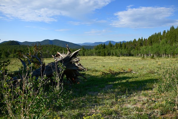 Frazer Meadow