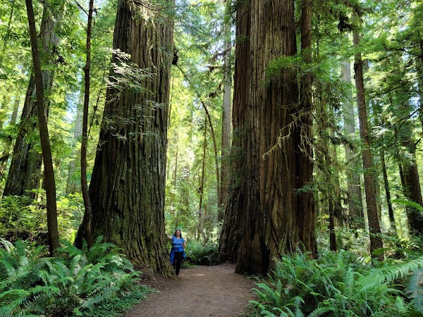 Redwood National and State Parks 1