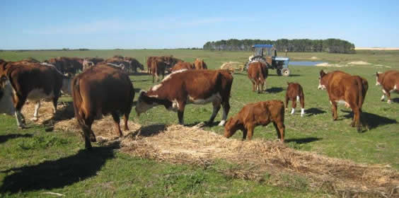 Nambung Station Stay 4
