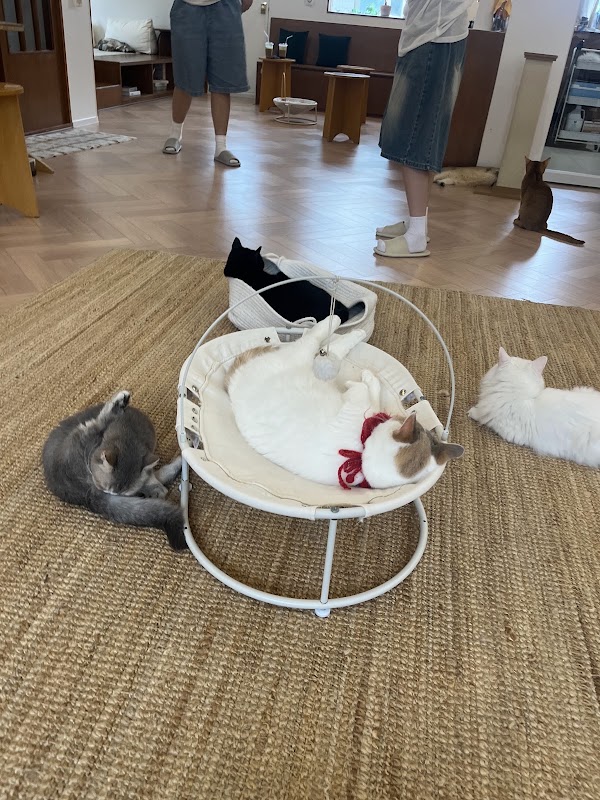 너즐 고양이 카페 (Cat cafe Nuzzle) 5