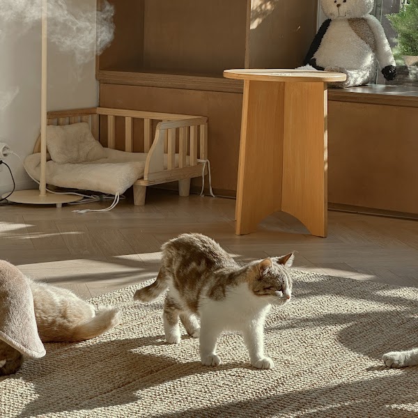 너즐 고양이 카페 (Cat cafe Nuzzle) 4
