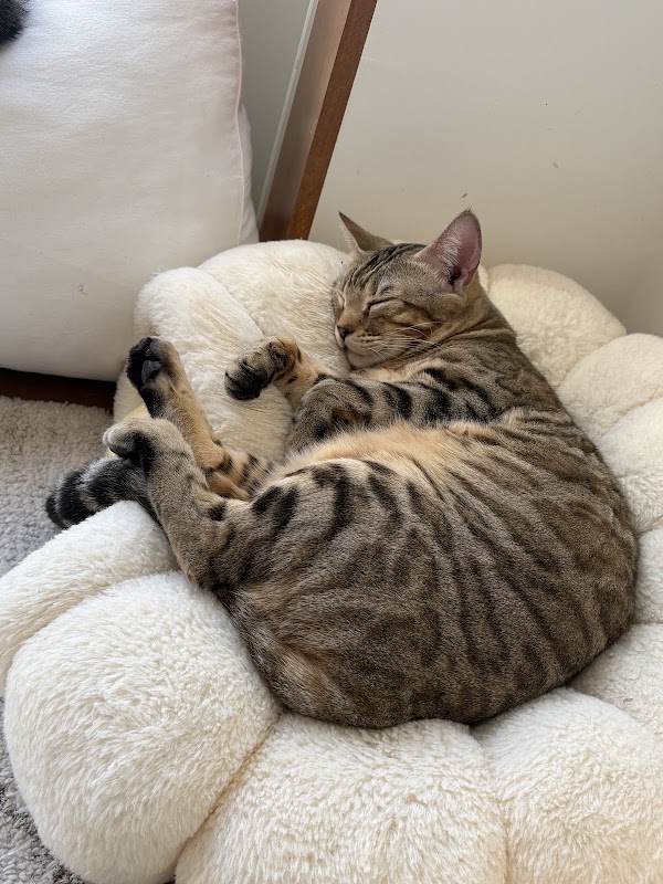 너즐 고양이 카페 (Cat cafe Nuzzle) 3