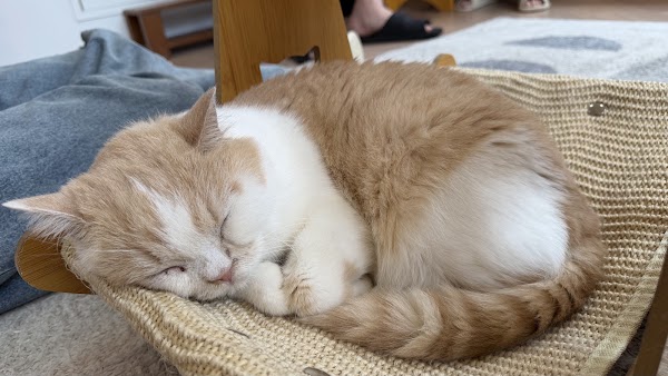 너즐 고양이 카페 (Cat cafe Nuzzle) 2