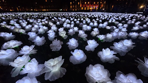 Ever After Garden - Royal Marsden Cancer Charity 5