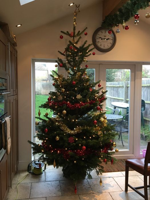 Cheltenham Christmas Trees 1