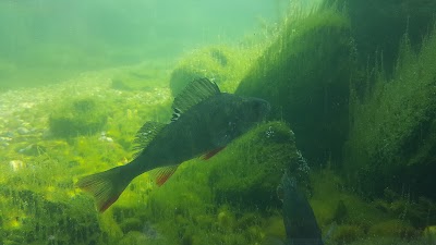 Furnas 1