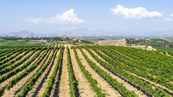 Mount Palomar Winery 1