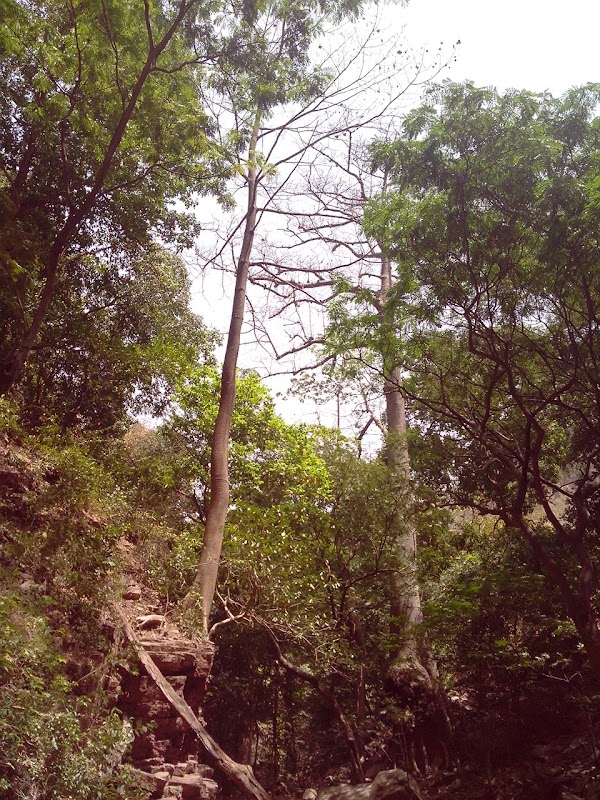 Cascade de Dindefelo 4