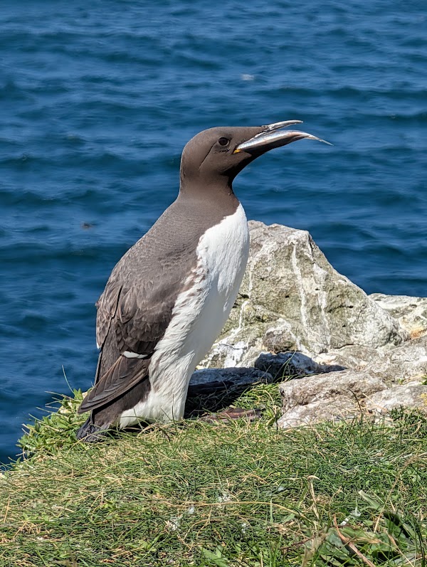 Lunga 2