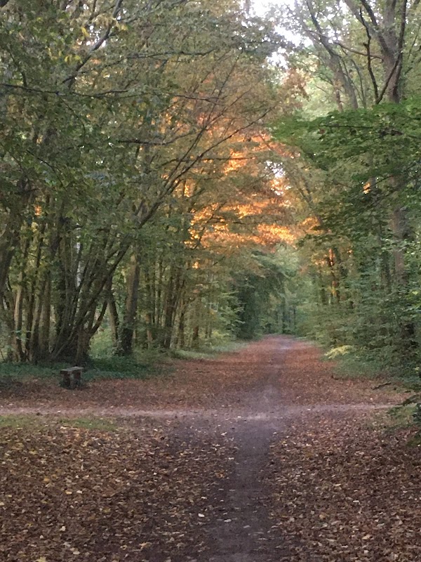 Chantilly Forest