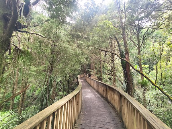 A. H. Reed Memorial Kauri Park