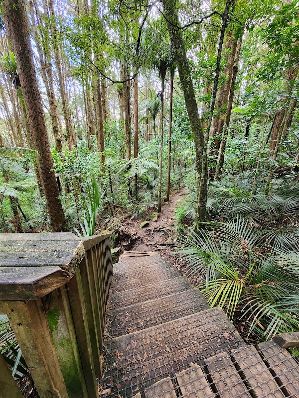 A. H. Reed Memorial Kauri Park 5