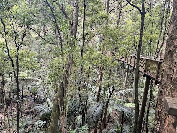 A. H. Reed Memorial Kauri Park 4