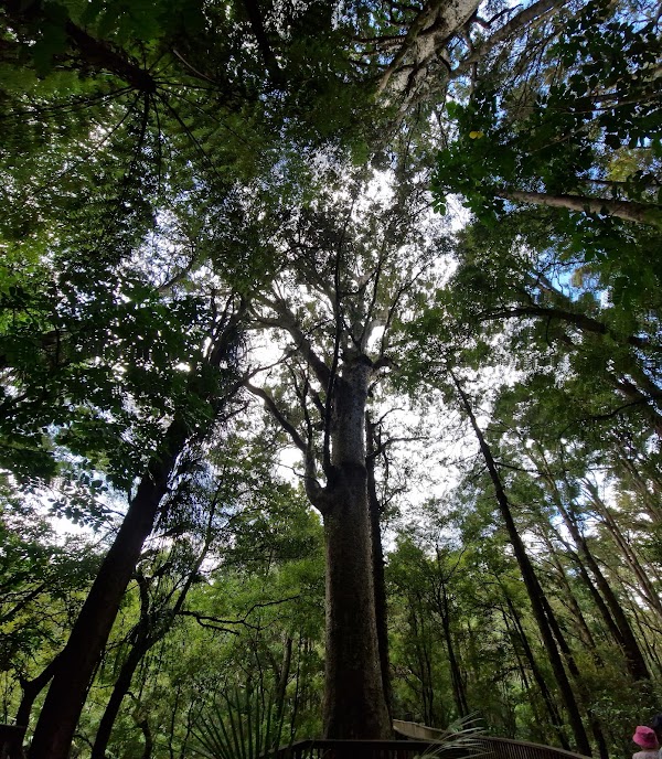 A. H. Reed Memorial Kauri Park 3
