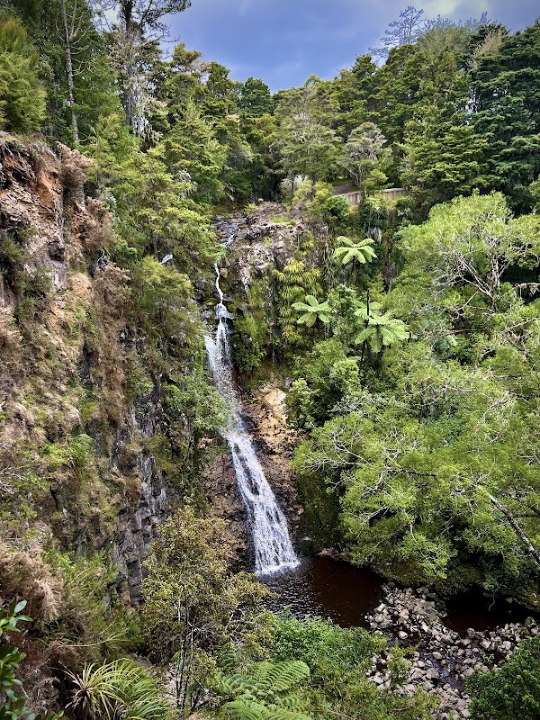 A. H. Reed Memorial Kauri Park 2