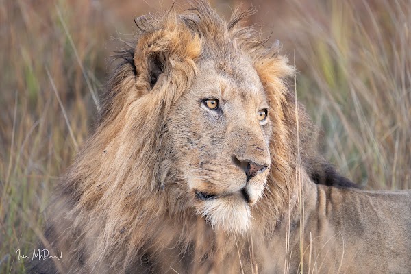 Africa 55