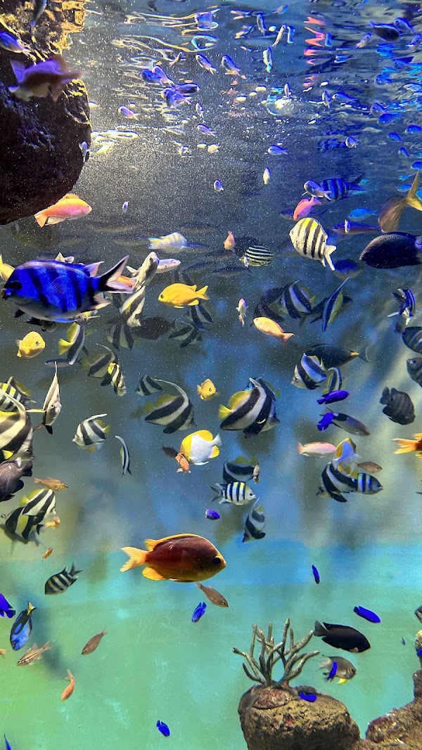 Miyajima Public Aquarium 5