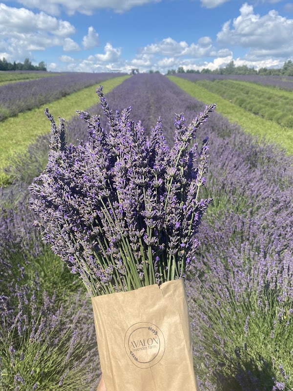 Avalon Lavender Farm 5