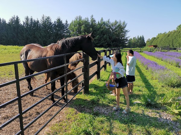 Avalon Lavender Farm 4