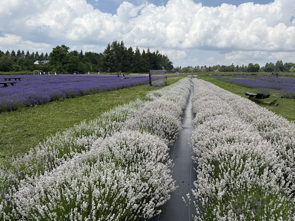 Avalon Lavender Farm 3