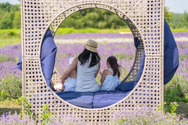 Avalon Lavender Farm 2