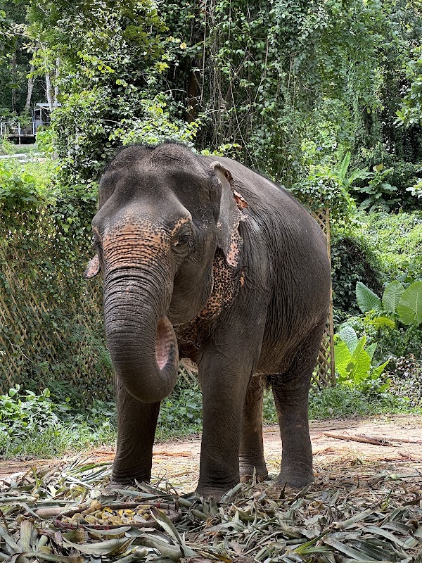 Phuket Elephant Nature Reserve - Ethical Elephant Sanctuary 5