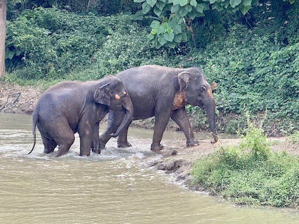 Phuket Elephant Nature Reserve - Ethical Elephant Sanctuary 4