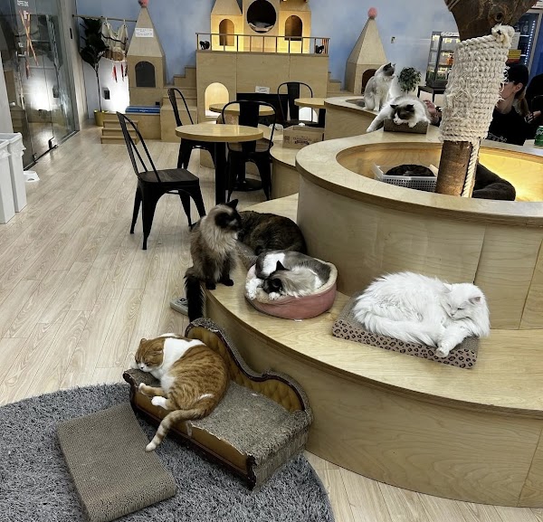 Seoul cat cafe 1
