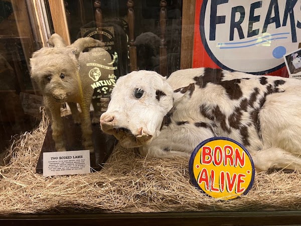 Museum of the Weird 3
