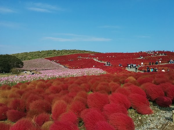 National Hitachi Seaside Park Pleasure Garden