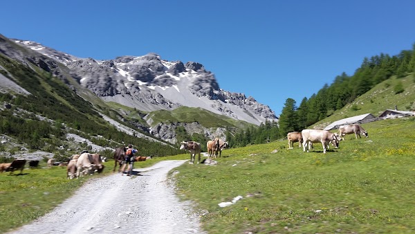 Alp Mora 3
