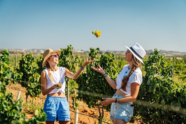 Adega Quinta da Vinha - Vinhos Cabrita 2