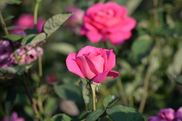 Rose Park 4
