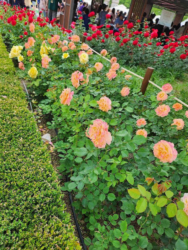 Rose Park 3