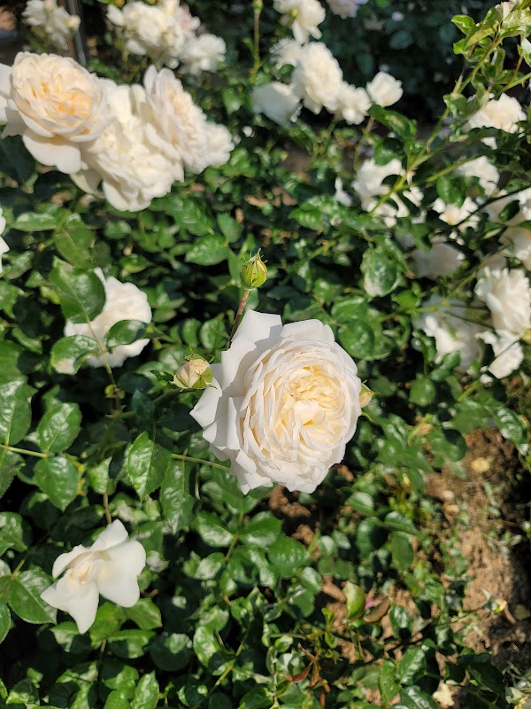 Rose Park 2