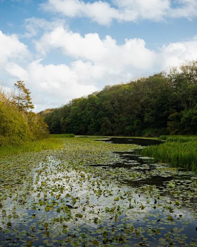 Bosherston Lily ponds
