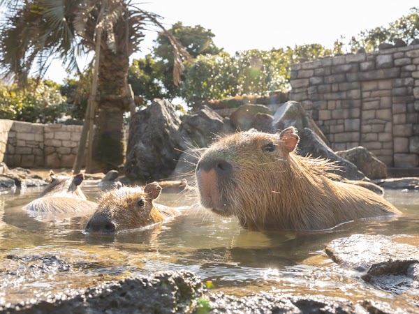 The original capybara open-air bath 1