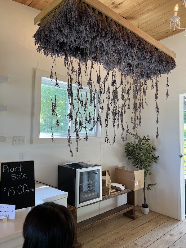 Purple Hill Lavender 4