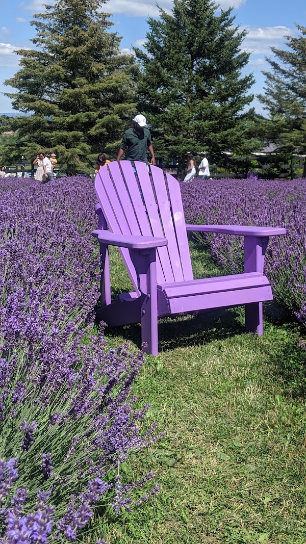 Purple Hill Lavender 2