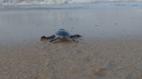 Kosgoda Turtle Conservation and Research Centre