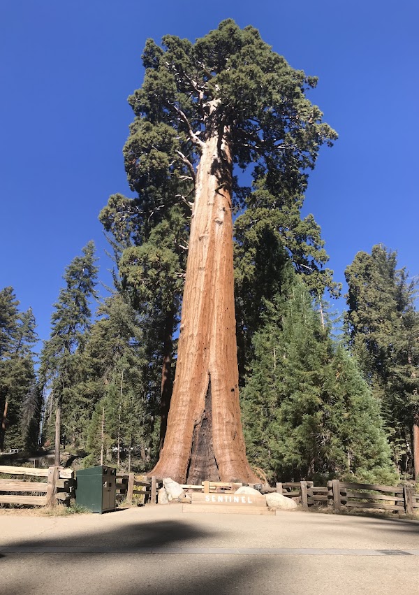 General Grant Tree 1