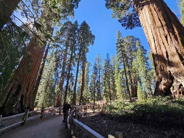 General Grant Tree 5