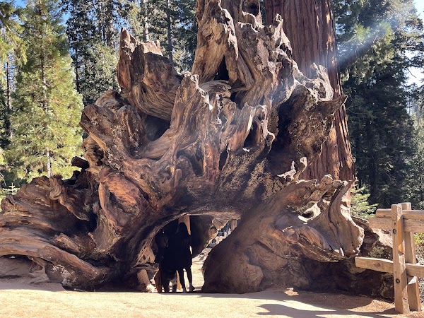 General Grant Tree 4