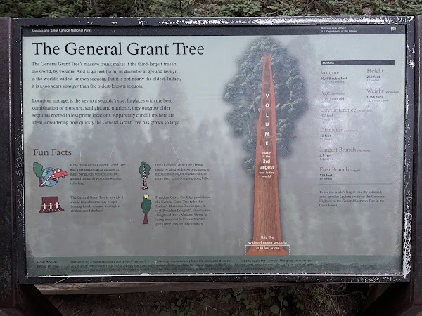 General Grant Tree 3