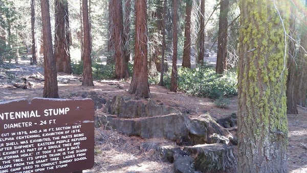 General Grant Tree 2