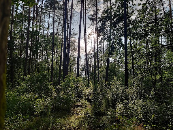 Tuchola Forest