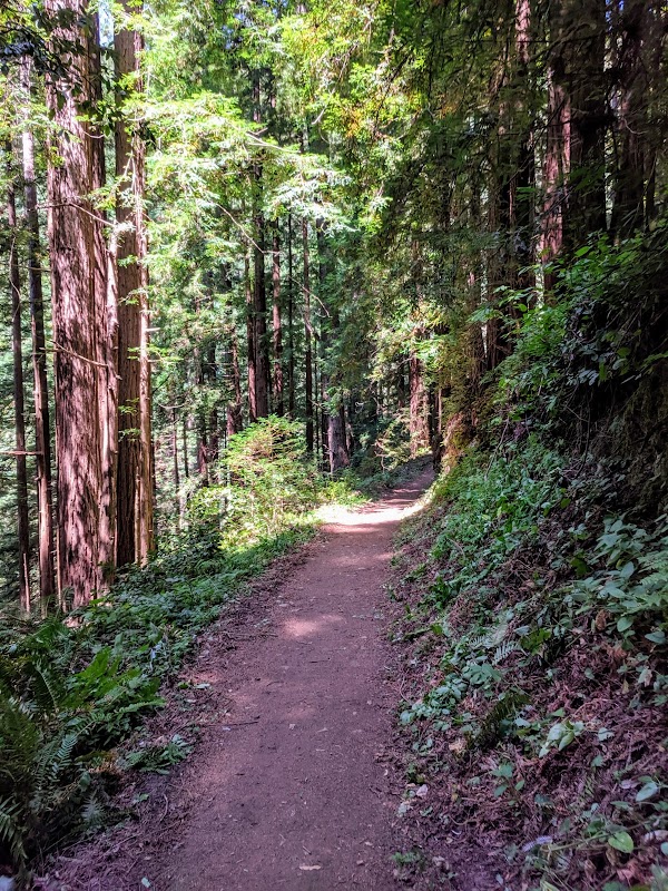 Purisima Creek Trail 1