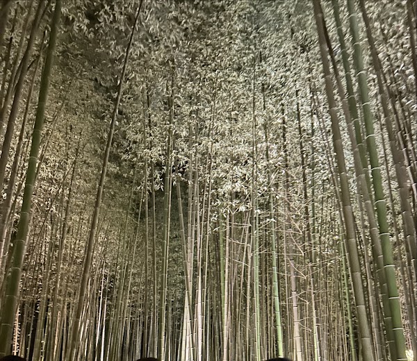 嵐山月灯路