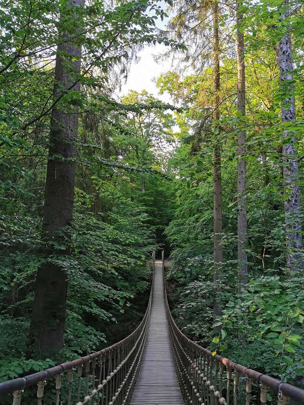 Binger Wald 5