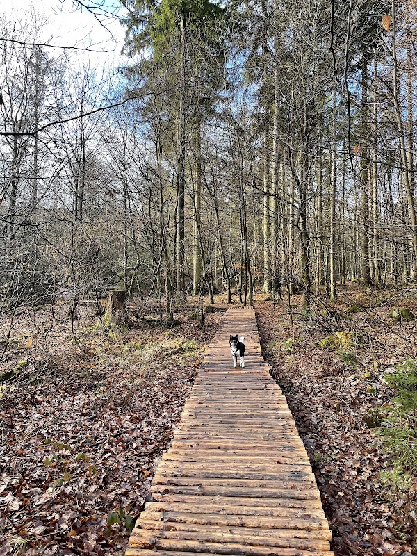 Binger Wald 2